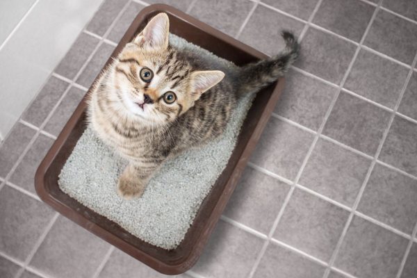 Kenali Penyebab dan Solusi Kucing Kencing Terus Menerus